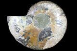 Cut Ammonite Fossil (Half) - Agatized #121484-1